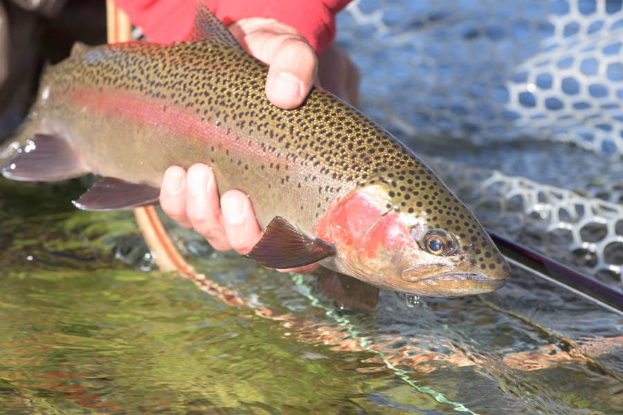 Rainbow Trout move out of the lakes and into the Madison River during spring