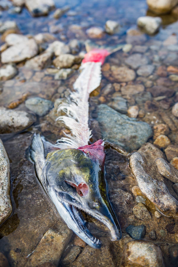 The bears leave no morsel behind. After filleting the salmon with their mouths they even eat the eyeballs