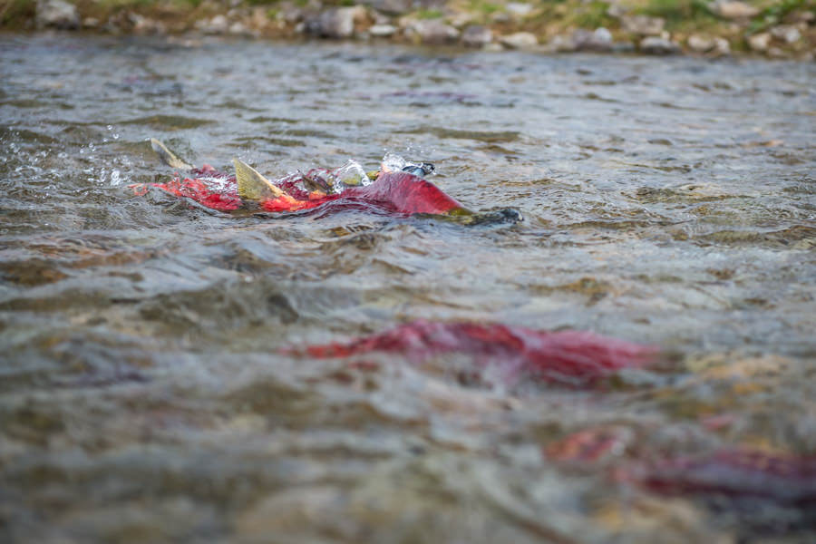 Sockeye salmon Millions and millions of sockeye salmon enter the tributaries of Lake Iliamna each summer bringing with them a windfall of calories to feed big trout