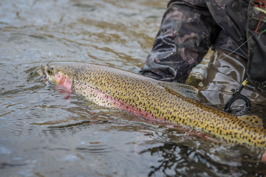 Millions upon millions of salmon eggs result in well fed, fast growing trophy rainbows