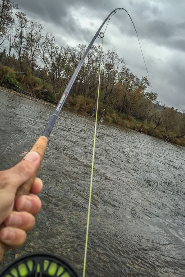 Copper River Fly Fishing Double Yet another double. We lost track of the number of fish we hooked on our first outing