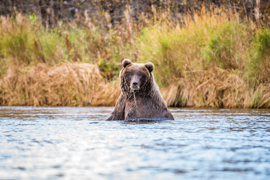 We took a break from fishing to watch this moster brown bear spend the afternoon snacking on salmon. We saw over a dozen bears of the course of the week while fishing
