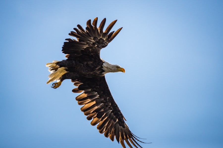 Alaska bald eagle The wildlife viewing is part of the fun on an Alaskan adventure. This big fella flew right over our heads after lunch