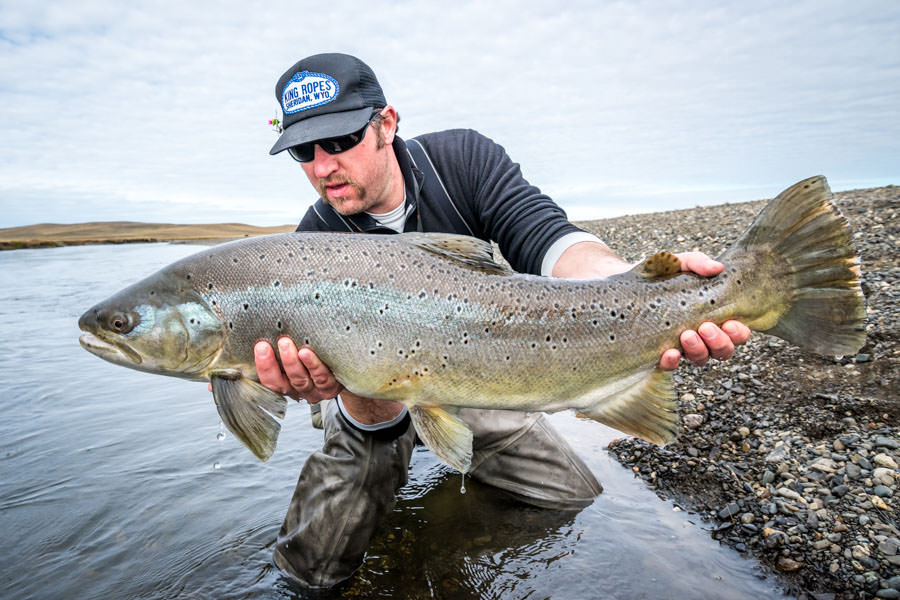 Trophy sea run brown trout!