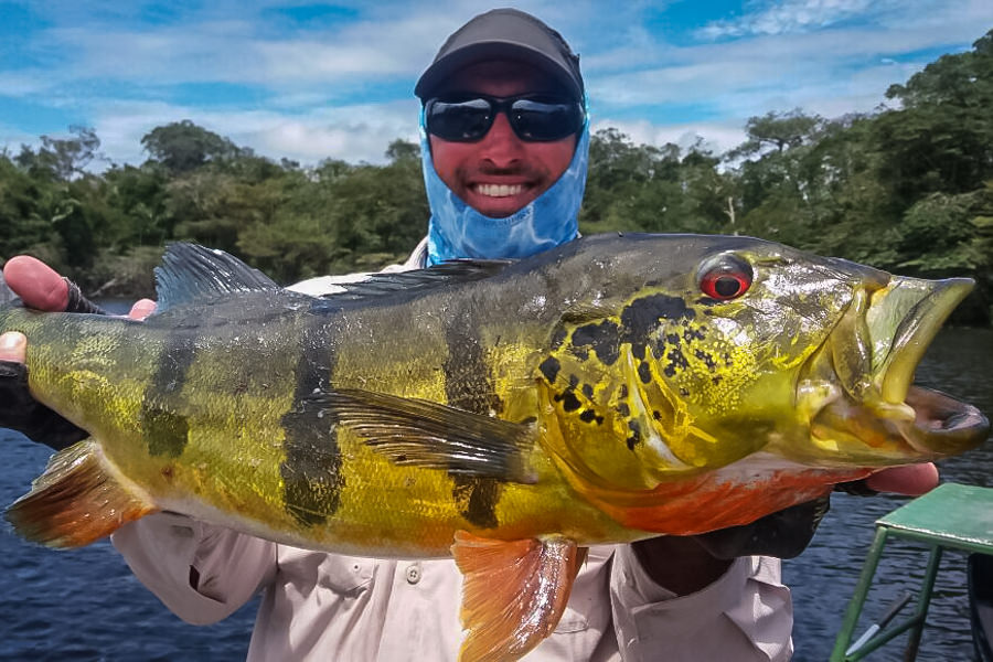 Anthony's big peacock Anthony and Geoff struck gold on day 4 while fishing a fresh lagoon system with multiple fish over 8 lbs including this double digit beast