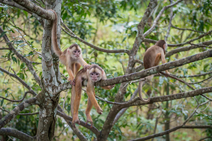 Monkeys were plentiful I discovered this tribe of white faced capuchin monkeys on a hike just behind the lodge. We observed monkeys on a daily basis while fishing including capuchin, sake, spider, and howlers monkeys
