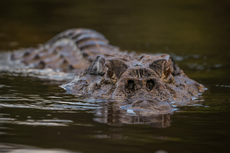 Cayman "T Rex" was the resident lodge cayman and could be found patrolling the dock most days. Cayman, giant otters and freshwater dolphins were the apex river predators and spotted by our team most days on the water
