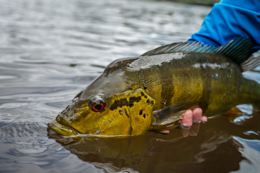 The first fish to the boat was a respectable Temensis with a distinctive spawning hump on his head