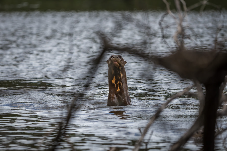 Giant river otters could be heard thrashing in the backwaters as they hunted peacock bass. This inquisitive otter observed us during lunch