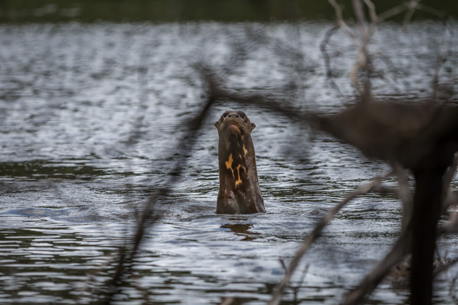 Giant otters Giant river otters could be heard thrashing in the backwaters as they hunted peacock bass. This inquisitive otter observed us during lunch