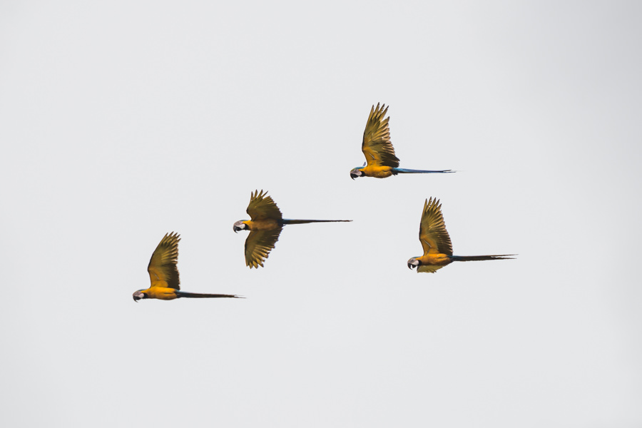 Flock of McCaws Flocks of mccaws were a daily sight on the river