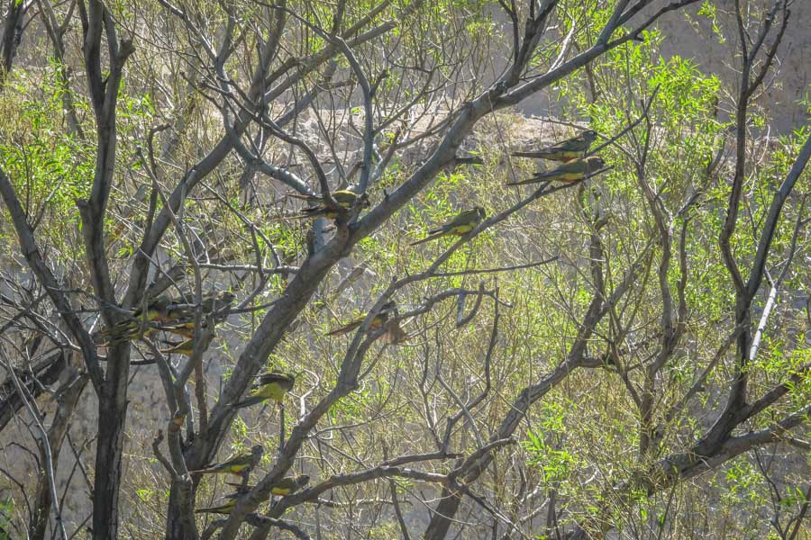 Patagonia parrots take a break in a group of willow trees along the river