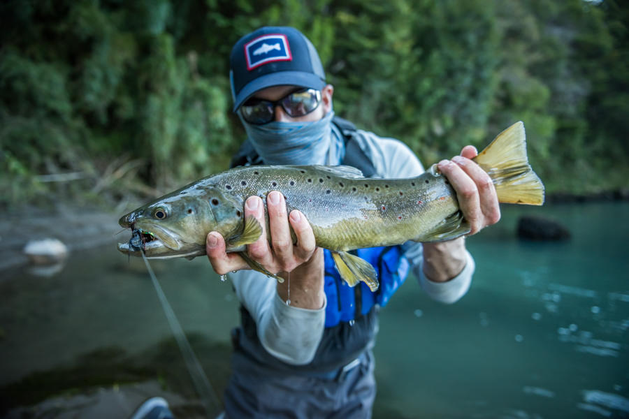 The first of many never before caught Chilean brown trout A nice wild brown trout