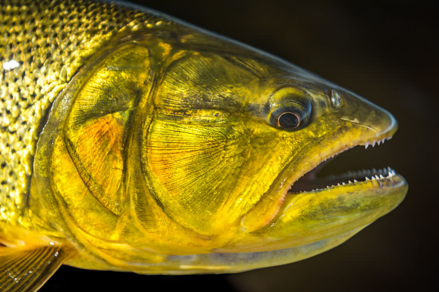 Golden Dorado of Argentina