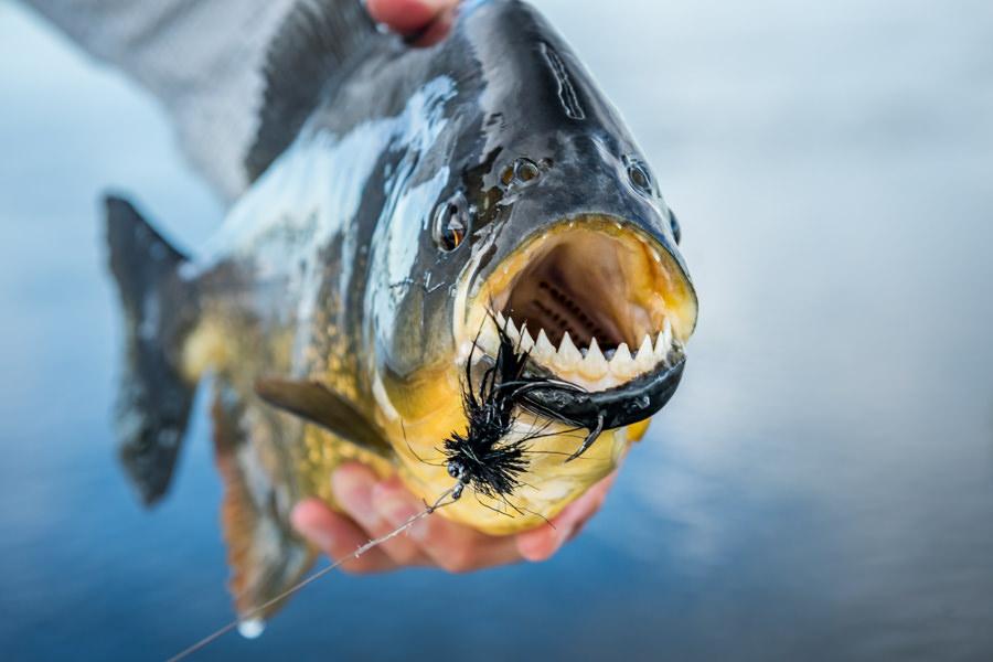 Piranha on the fly