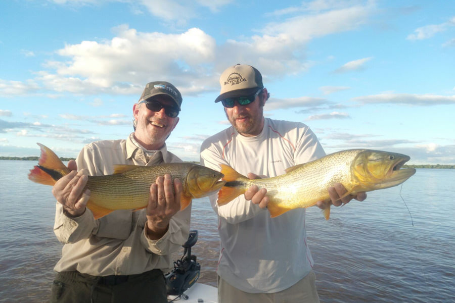 Some nice sized Golden Dorado on the Rio Parana