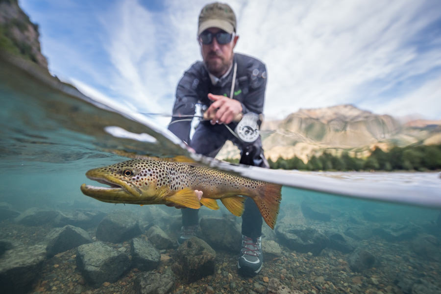 A big brown trout sight fished in clear water Sight fishing in clear water