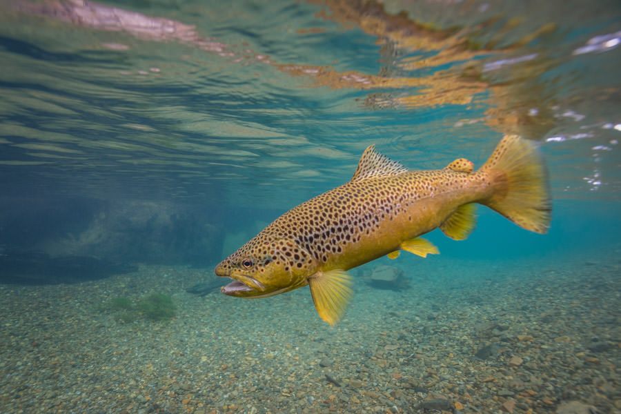Big brown trout in clear water