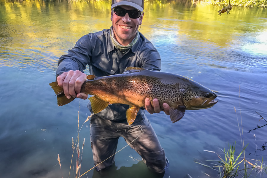 Solid Brown trout caught while sight nymphing