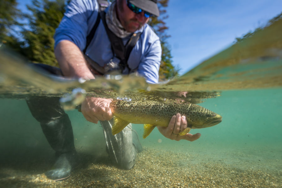 18" wild Chilean Brown Trout