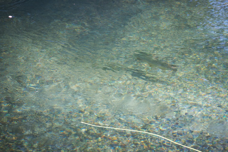 A good drift is essential for clear water and picky fish A good drift is essential for clear water and picky fish