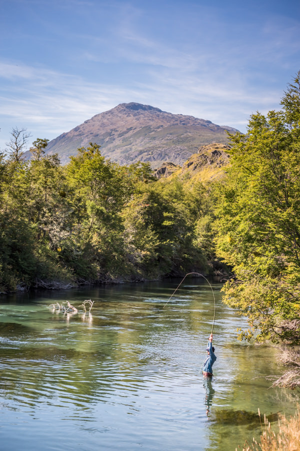 Hooked up on a heavy Chilean Wild Rainbow Trout Hooked up on a heavy Chilean Wild Rainbow Trout