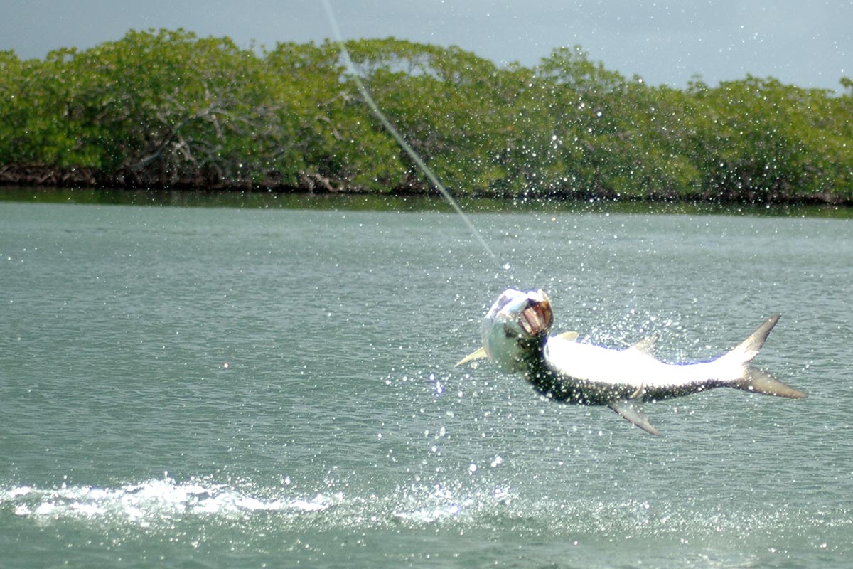 Fly fishing for Tarpon in Belize Tarpon fishing in Belize