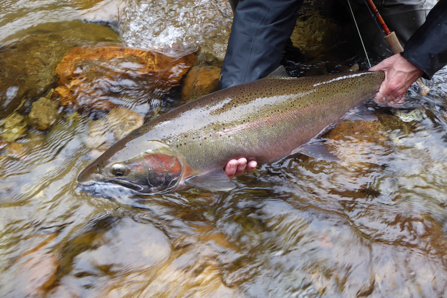 Wild coastal Alaska trophy steelhead Wild coastal Alaska trophy steelhead