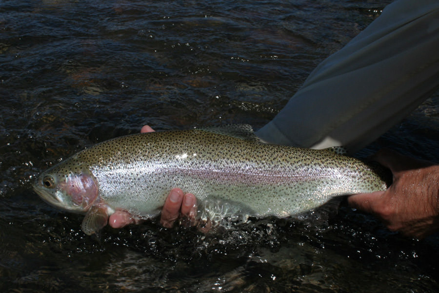 A big rainbow like this on a light spey rod can be exciting!