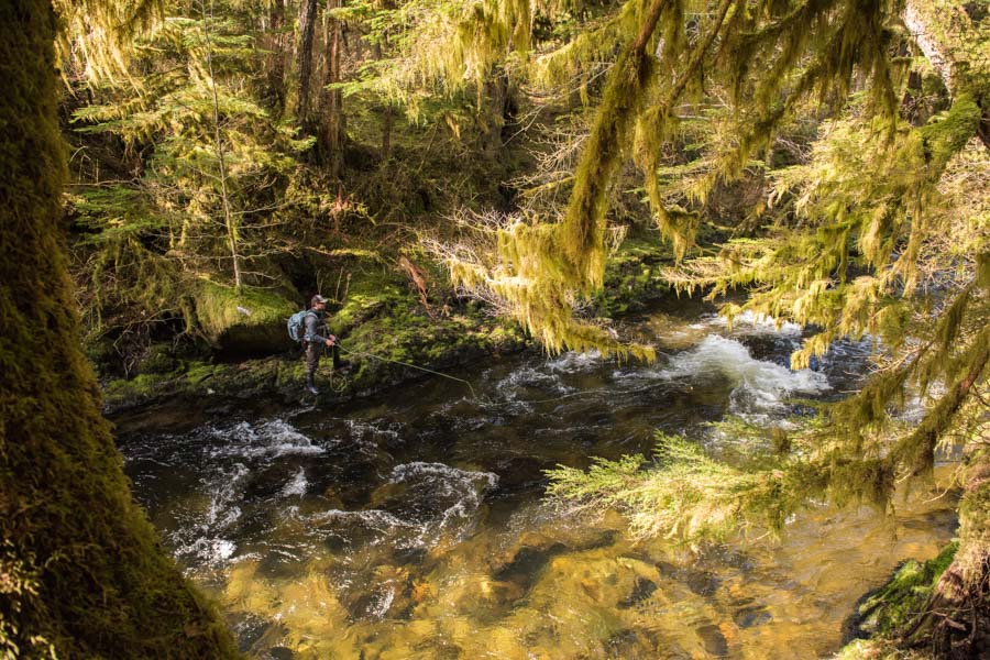 Fly fishing remote streams in Coastal Alaska for wild steelhead