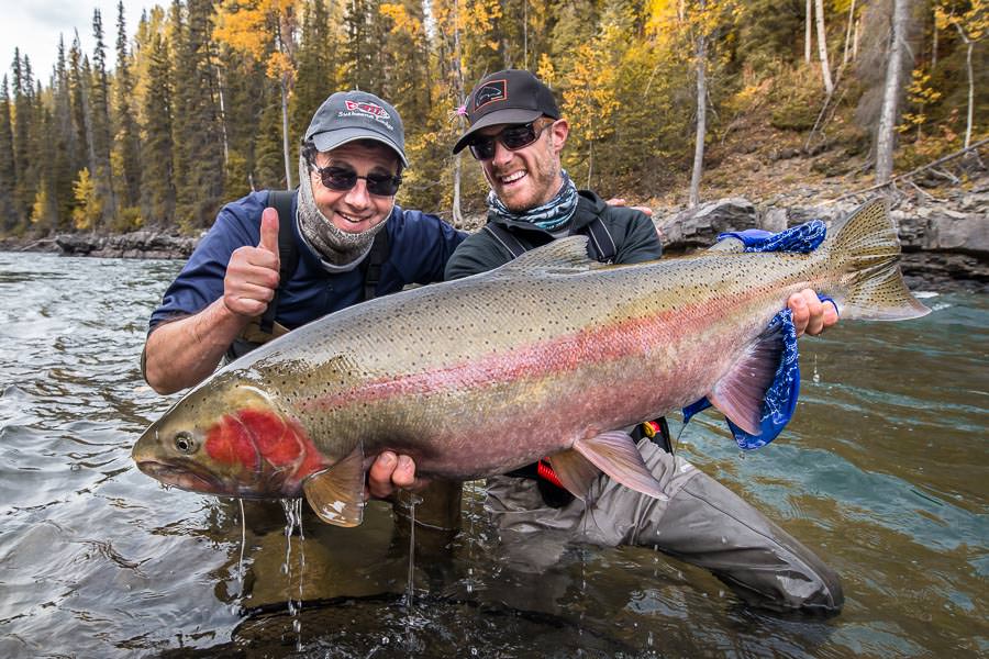 A huge steelhead from one of our hosted trips to Steelhead Valhalla!