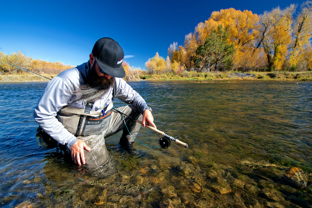 The author releases a nice Madison River rainbow.