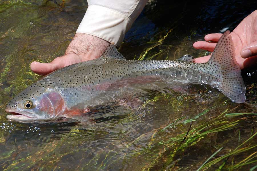 Rainbow trout like this can be caught by swnging soft hackles in the Madison River.