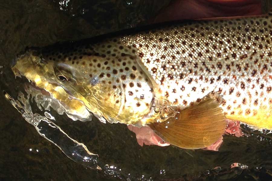 Not all fish splashing around at dusk are small!