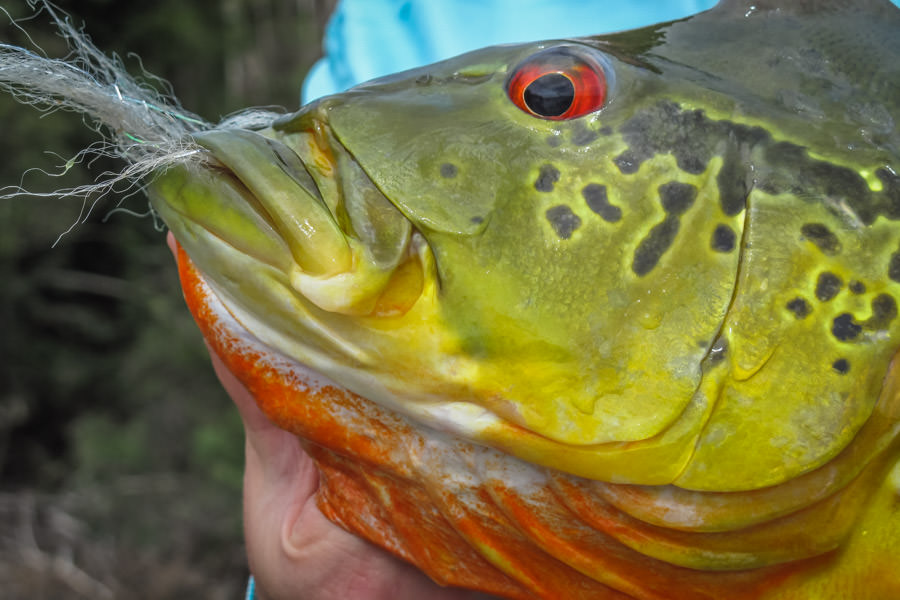 Few fish match the color and vibrancy of the peacock bass in the Agua Boa