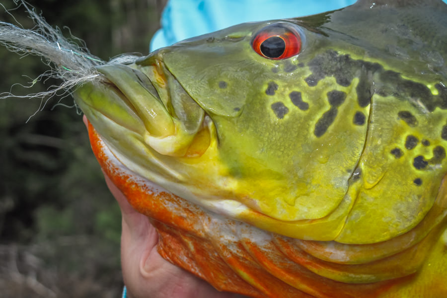 Peacock Bass in Agua Boa River Few fish match the color and vibrancy of the peacock bass in the Agua Boa