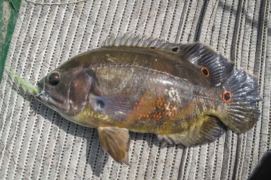 Jungle fish Part of the fun of fishing in the Amazon is that you never know what you are going to catch. We caught several dozen different species of fish including this little Oscar