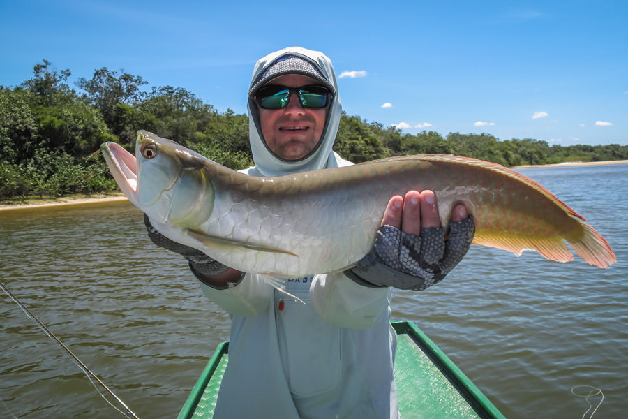 Arowana Although Peacock bass are the glamour species, we caught over 20 other unique types of fish including this surface feeding Arowana