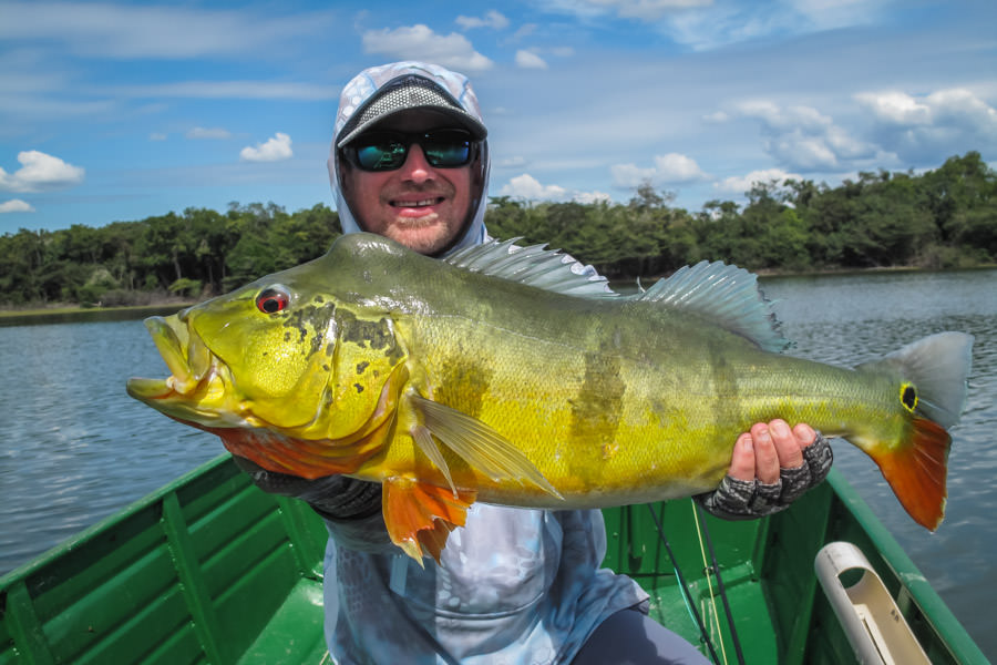 Huge peacock bass in clear waters. These are amazing hard fighting fish that crush a fly