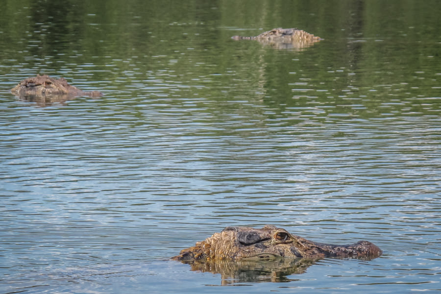 Cayman Massive cayman, giant otters, jaguars and thousands of other jungle species enrich the experience in the Amazon