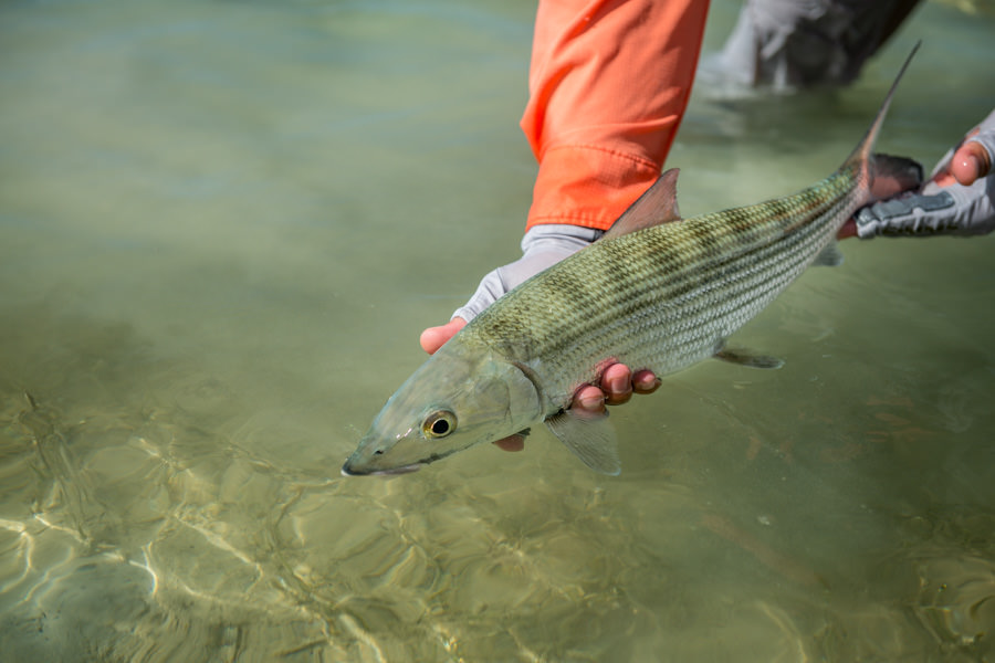 bonefish in Belize Bonefish are prevalent on the outer Sopadilla keys