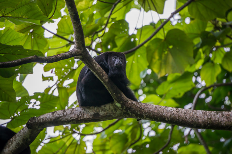 Howler monkeys perched outside of our cabin most mornings and offered an impressive wakup call!