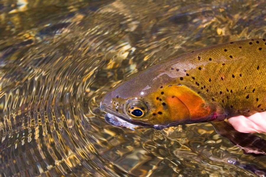 Montana Fly Fishing Guides, Yellowstone River Fly Fishing