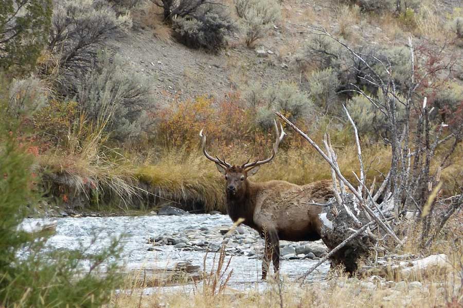 Elk along the River Montana Fly Fishing, Montana Angler