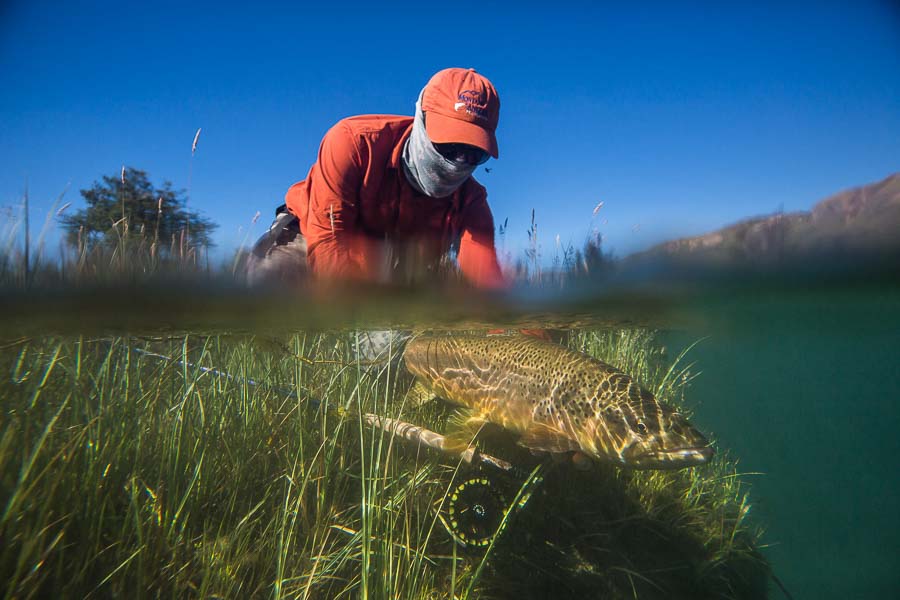 releasing a Chocran brown