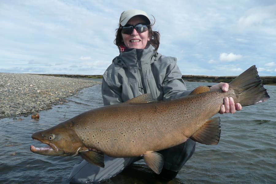 Sea Run Brown Argentina Fly Fishing