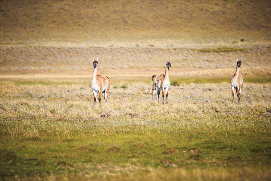 Argentina Fly Fishing Argentina Fishing Trips