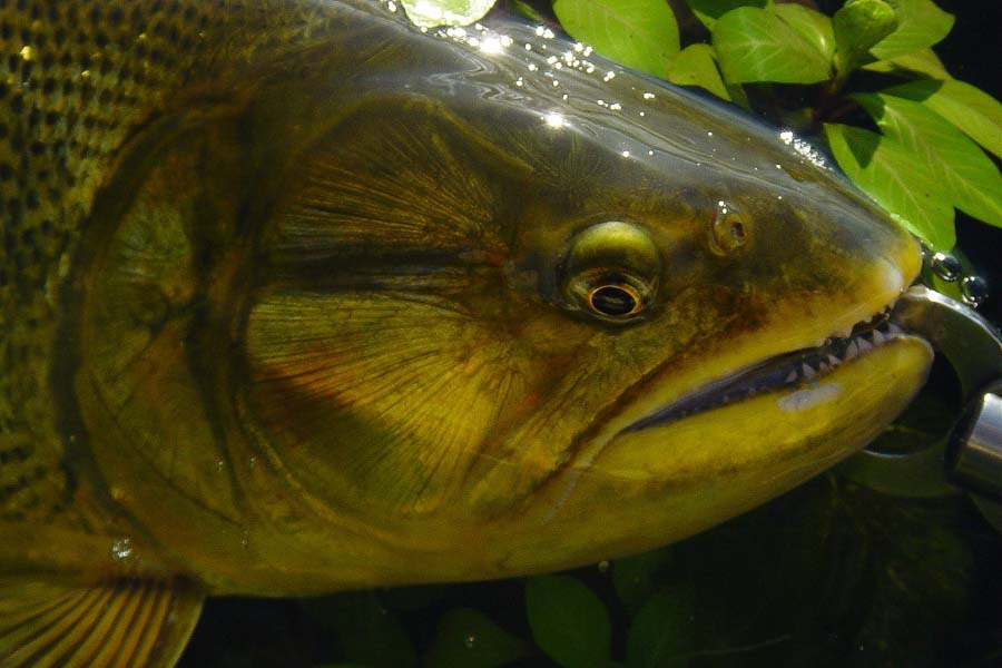 Argentina Fly Fishing Trips