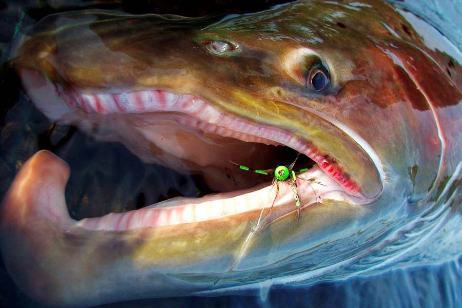 Hook Jawed Brown Rio Grande Sea Trout Fishing