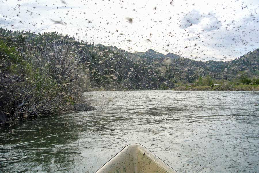 Caddis Hatch on Yellowstone river